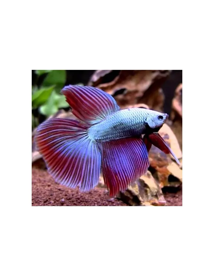 BETTA SPLENDENS MACHO